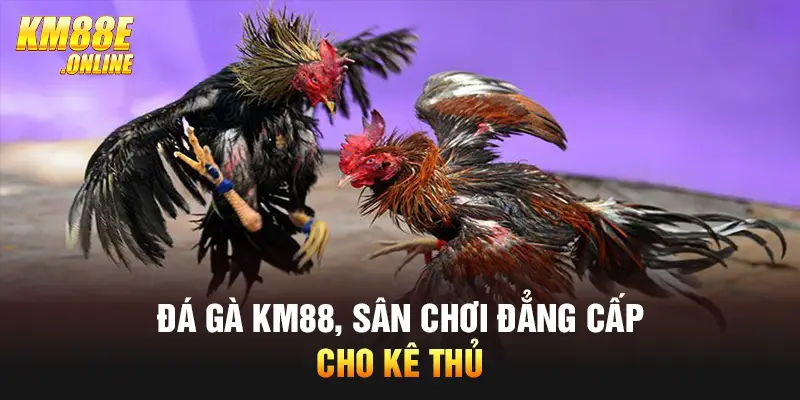 Đá gà KM88, sân chơi đẳng cấp cho kê thủ