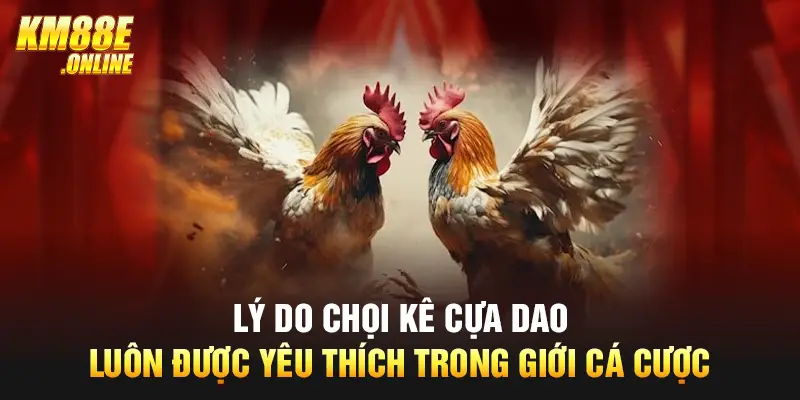 Lý do chọi kê cựa dao luôn được yêu thích trong giới cá cược