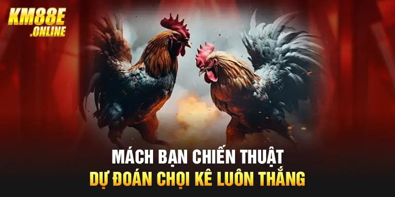 Mách bạn chiến thuật dự đoán chọi kê luôn thắng